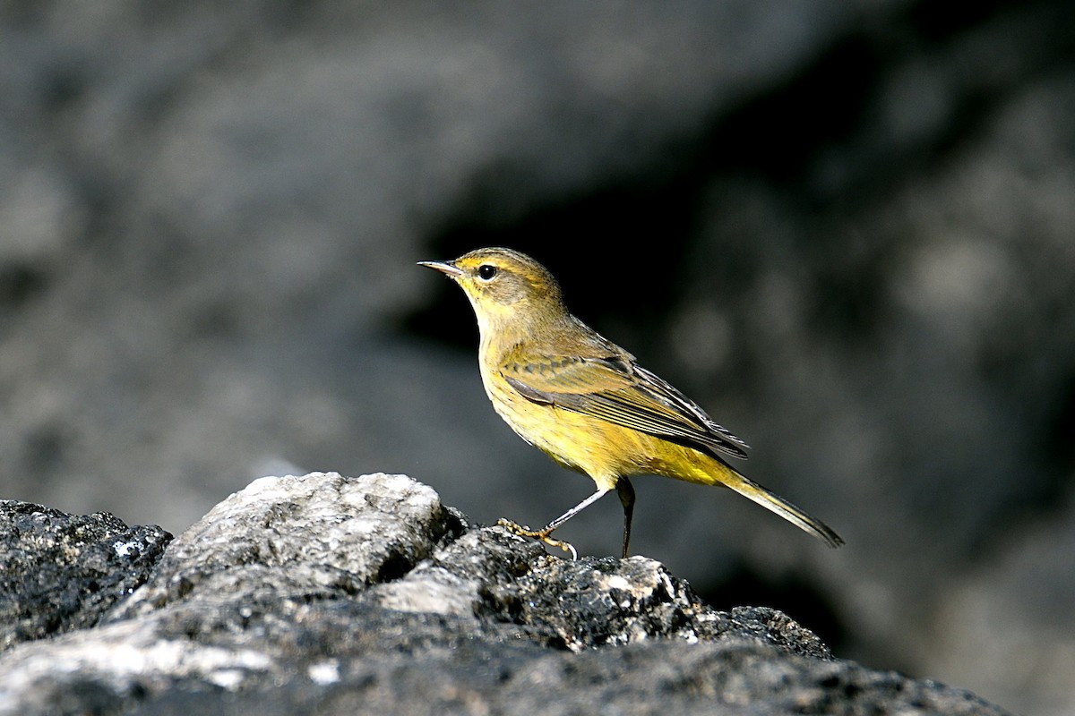 Palm Warbler - ML61702351