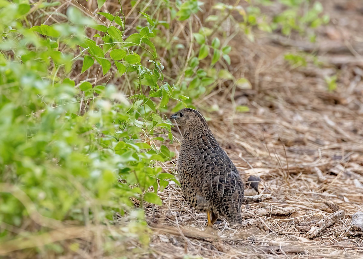 Brown Quail - ML617023522