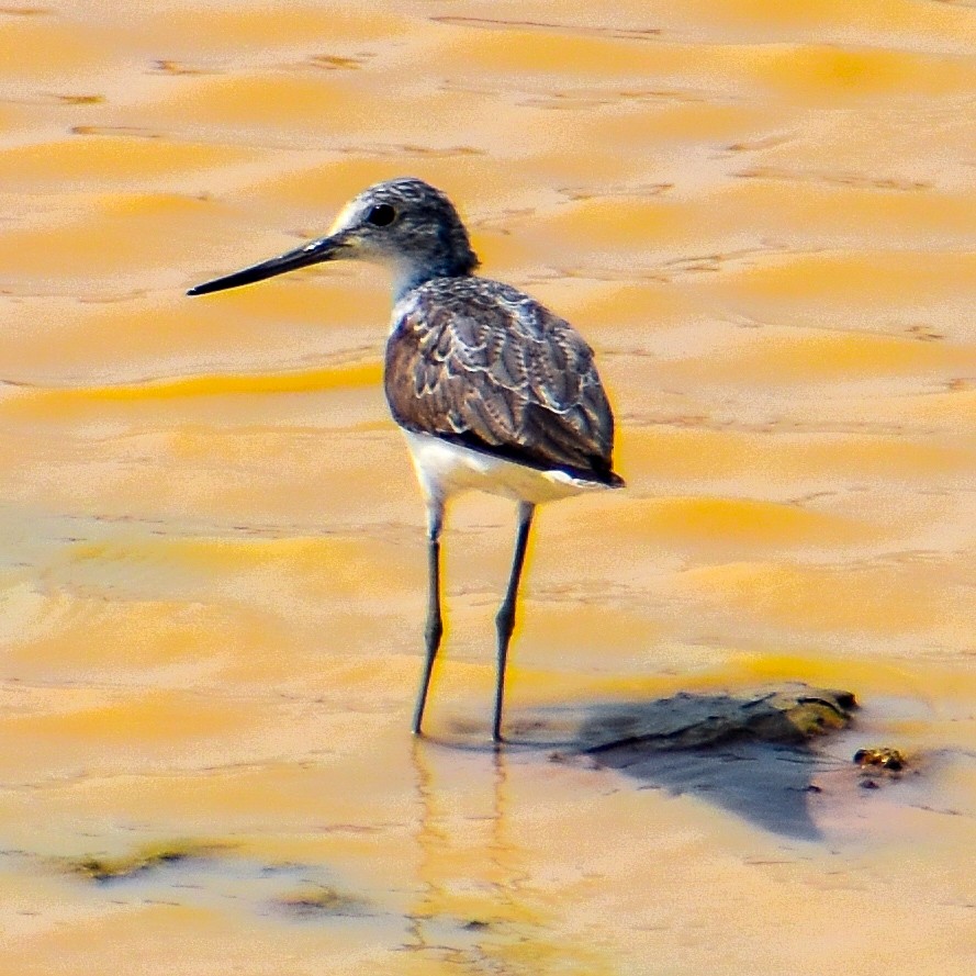 Common Greenshank - ML617023560