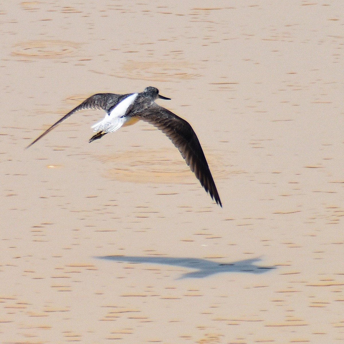 Common Greenshank - Robin Cupp