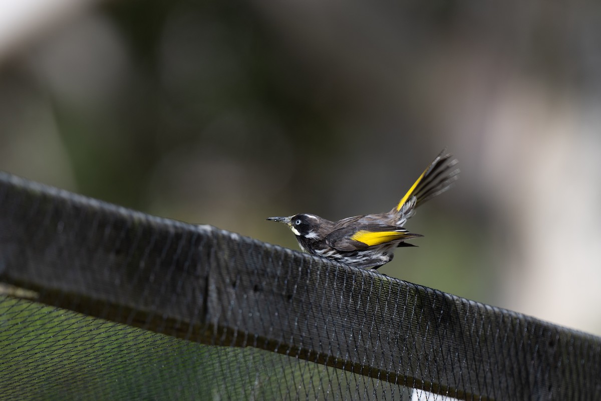 New Holland Honeyeater - ML617023567