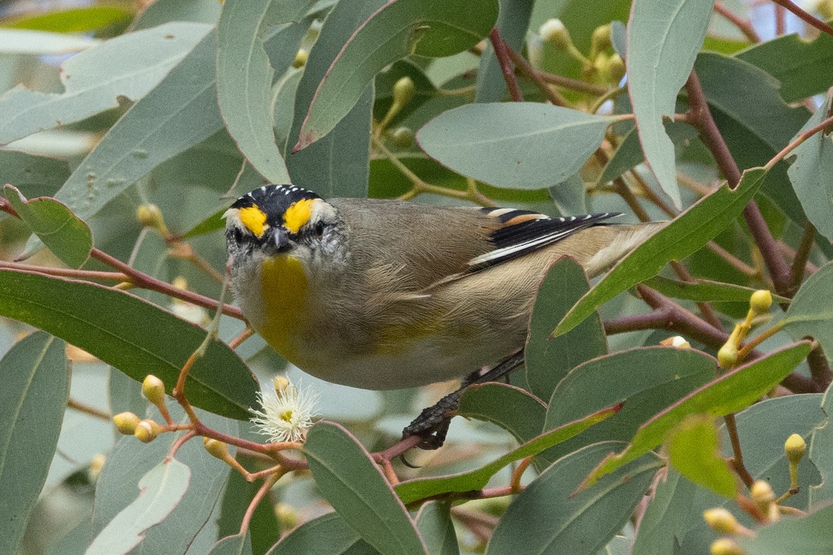 Streifenpanthervogel - ML617023568