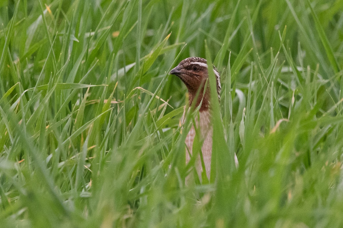 Common Quail - ML617023571