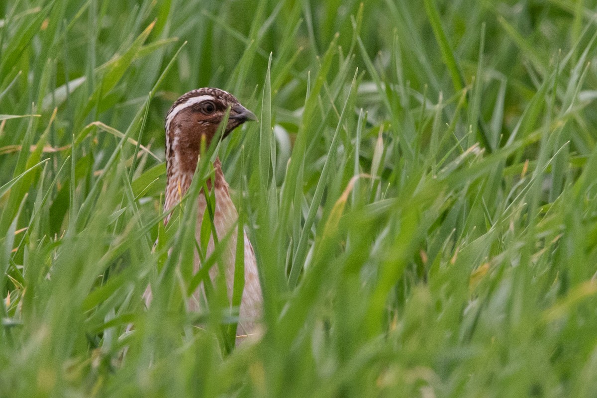 Common Quail - Miguel Rodríguez Esteban