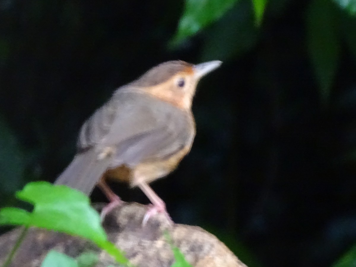 Brown-capped Babbler - ML617023573