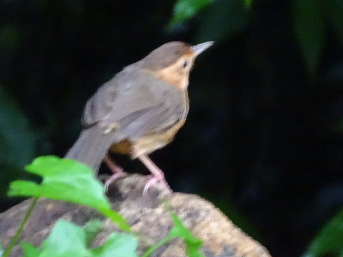 Brown-capped Babbler - ML617023574