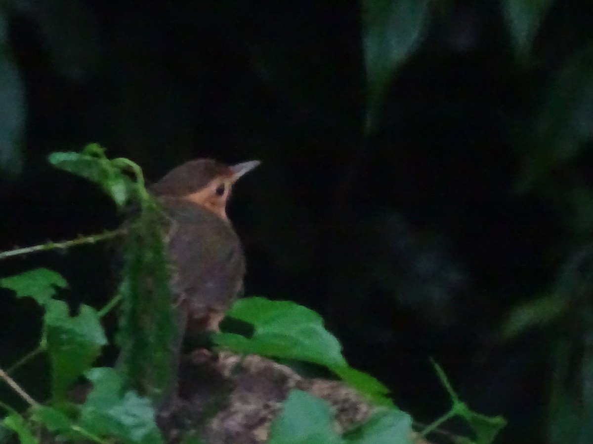 Brown-capped Babbler - ML617023575