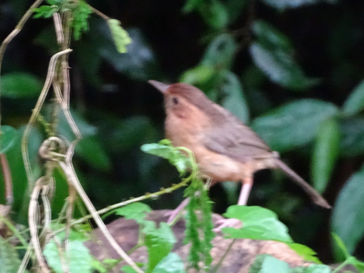 Brown-capped Babbler - ML617023578