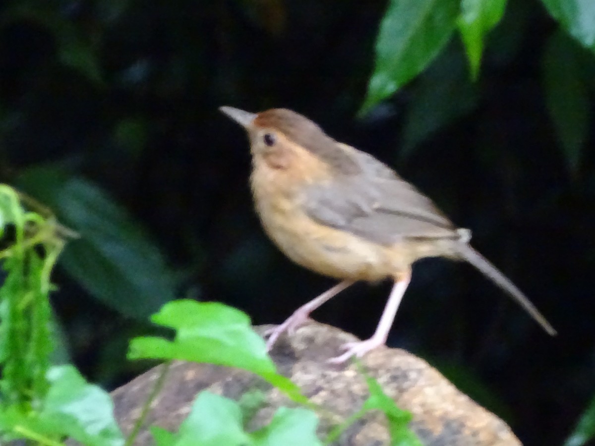 Brown-capped Babbler - Sri Srikumar