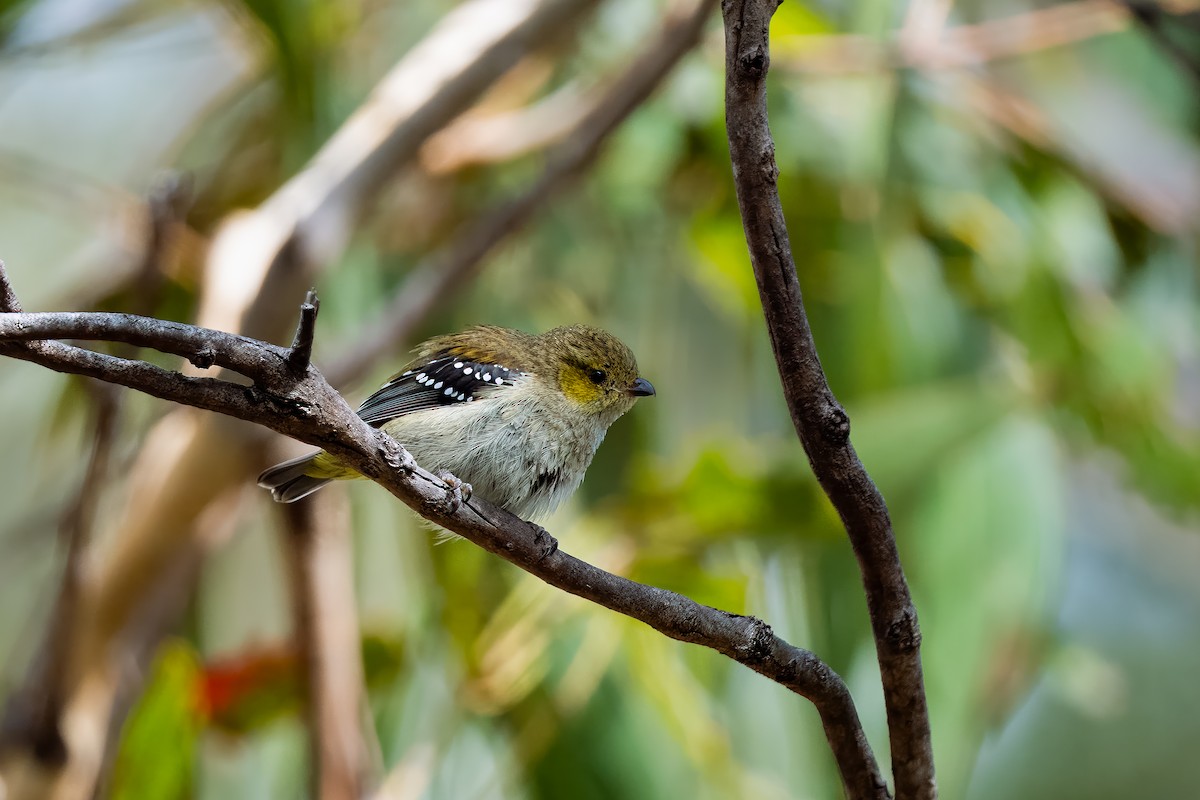 Forty-spotted Pardalote - Shenjer Chen