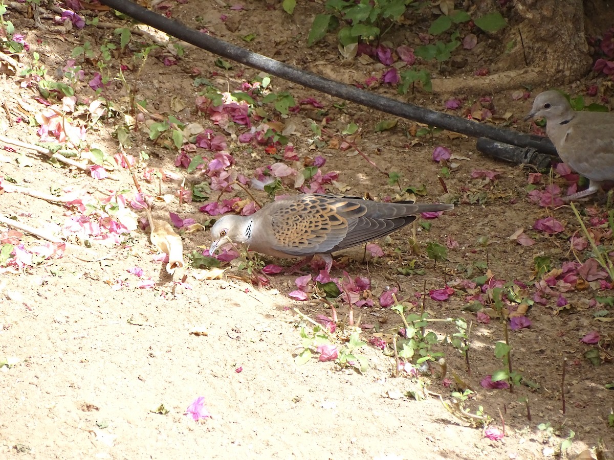 European Turtle-Dove - ML617023591