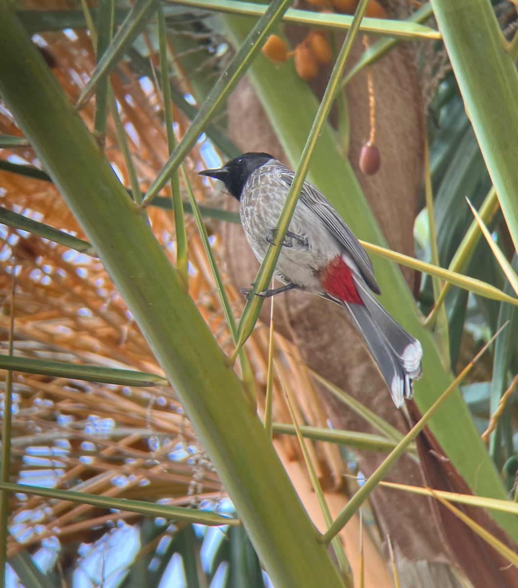 Bulbul à ventre rouge - ML617023611