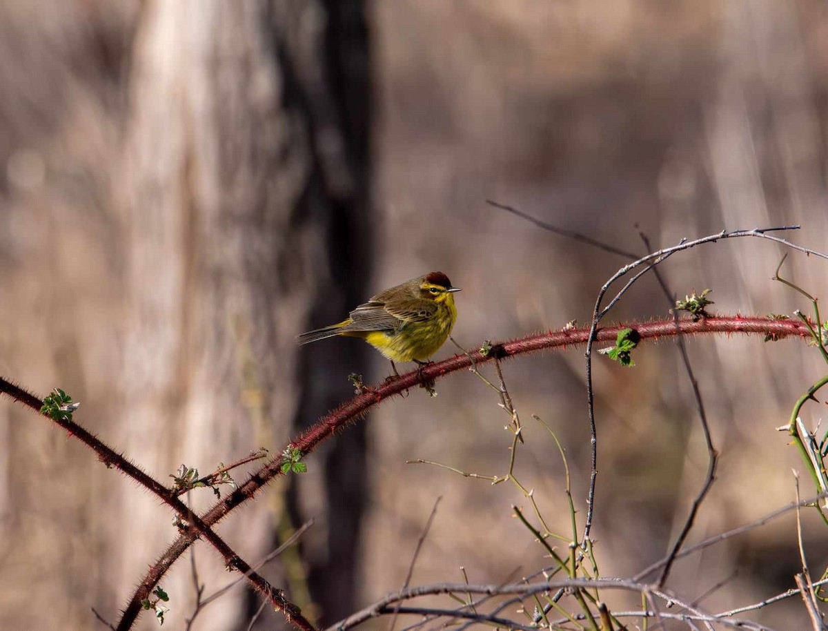 Palm Warbler - ML617023618