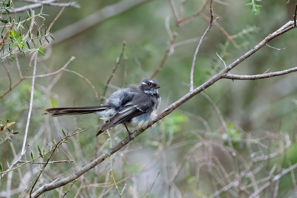 Gray Fantail - ML617023621