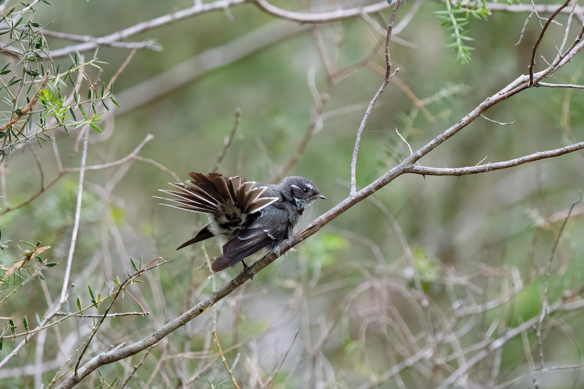 Gray Fantail - ML617023622