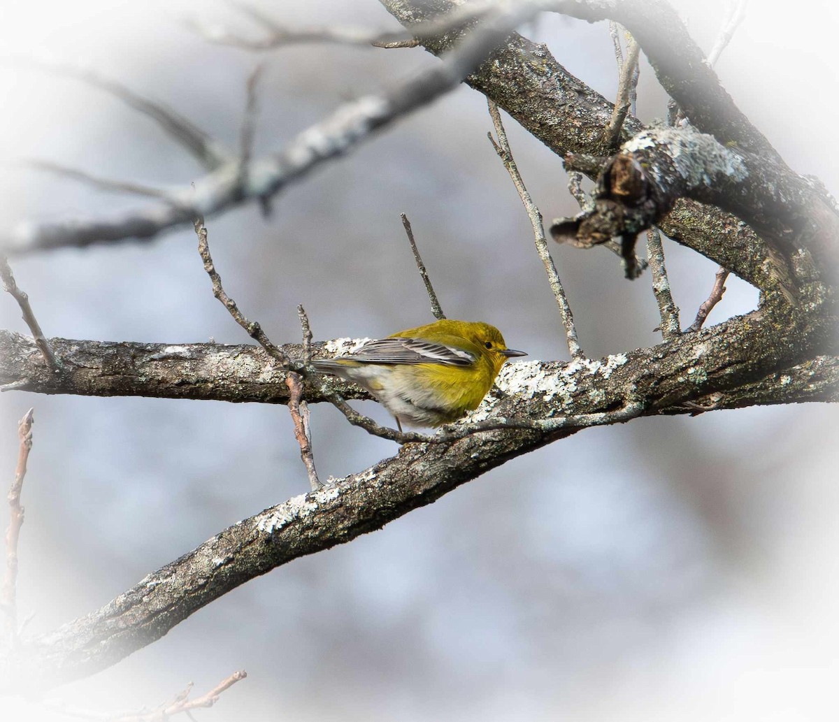 Pine Warbler - ML617023642