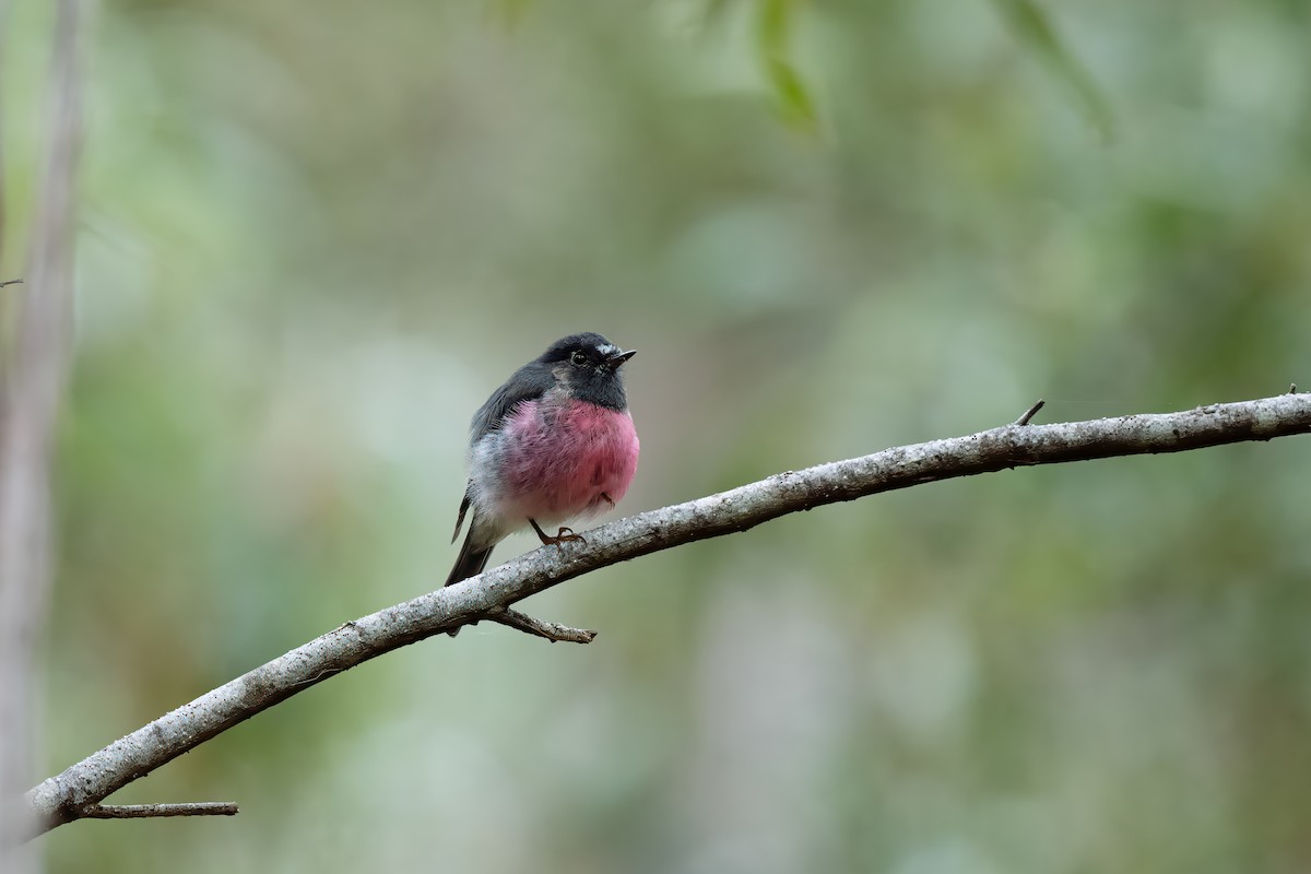 Pink Robin - Shenjer Chen