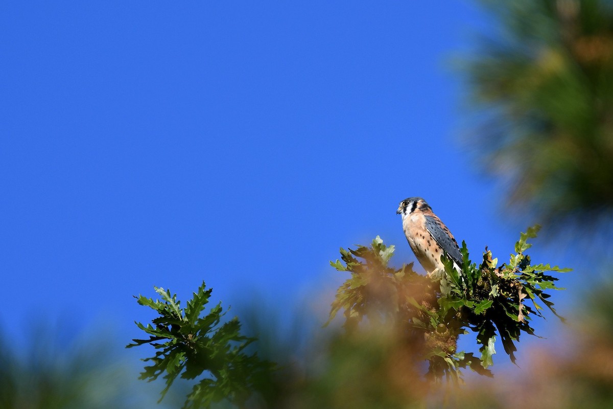 American Kestrel - ML61702371