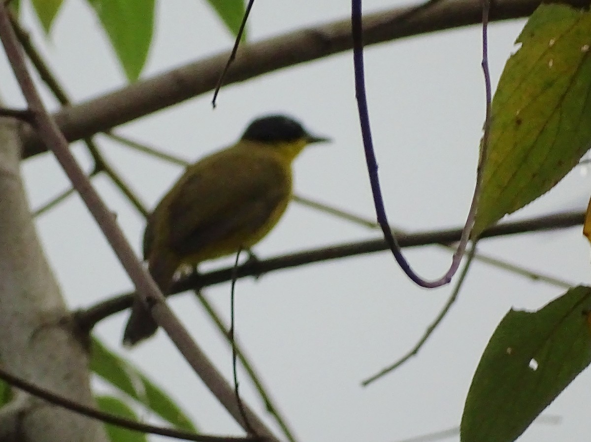 Black-capped Bulbul - Sri Srikumar