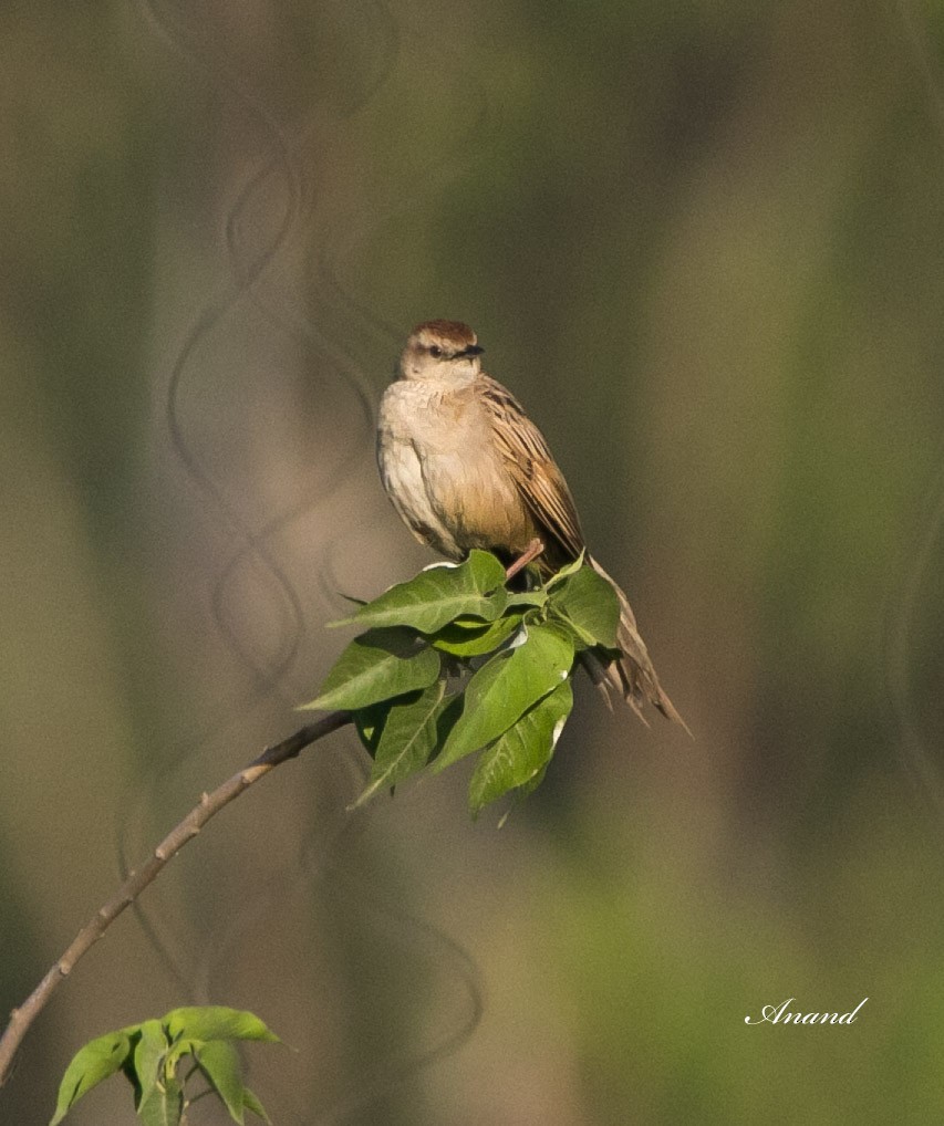 Striated Grassbird - Anand Singh