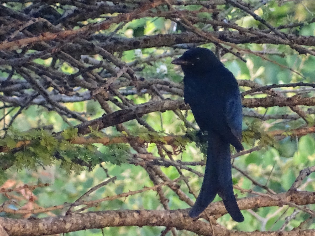 Black Drongo - ML617023875