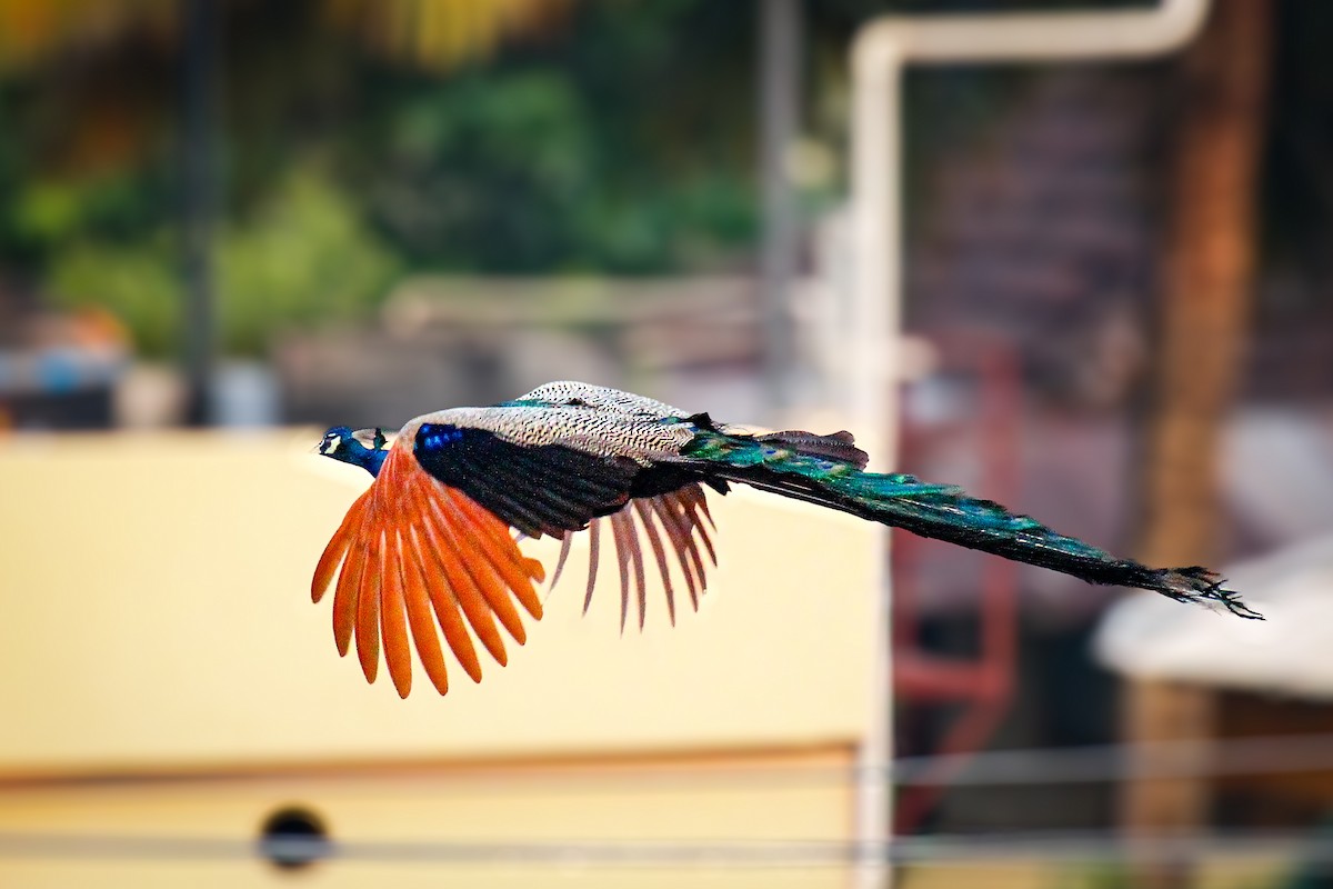 Indian Peafowl - ML617023882