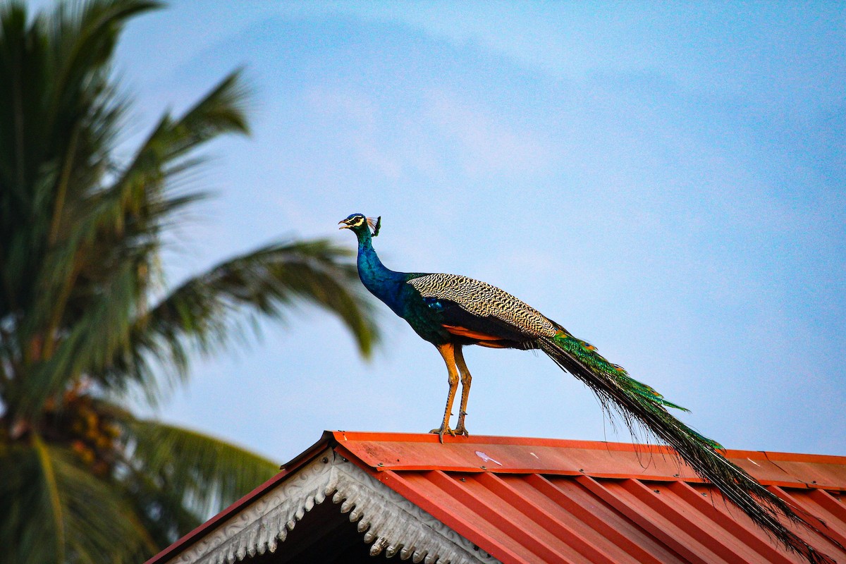 Indian Peafowl - ML617023884
