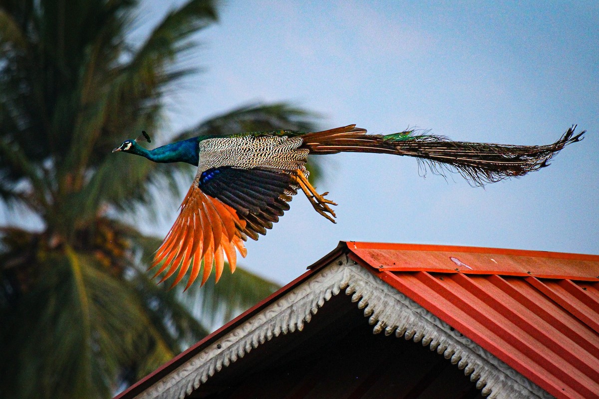 Indian Peafowl - ML617023885