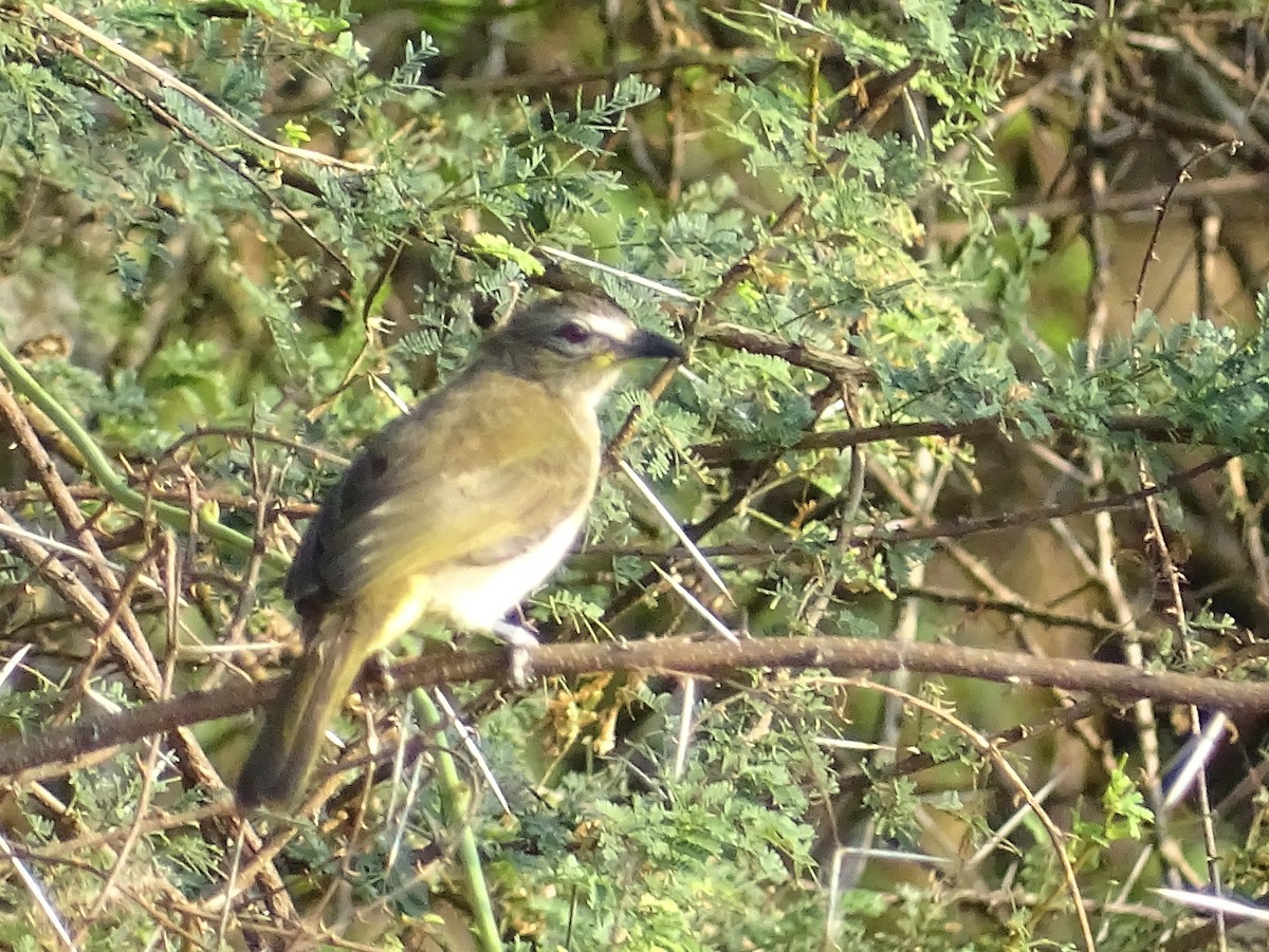 White-browed Bulbul - ML617023889