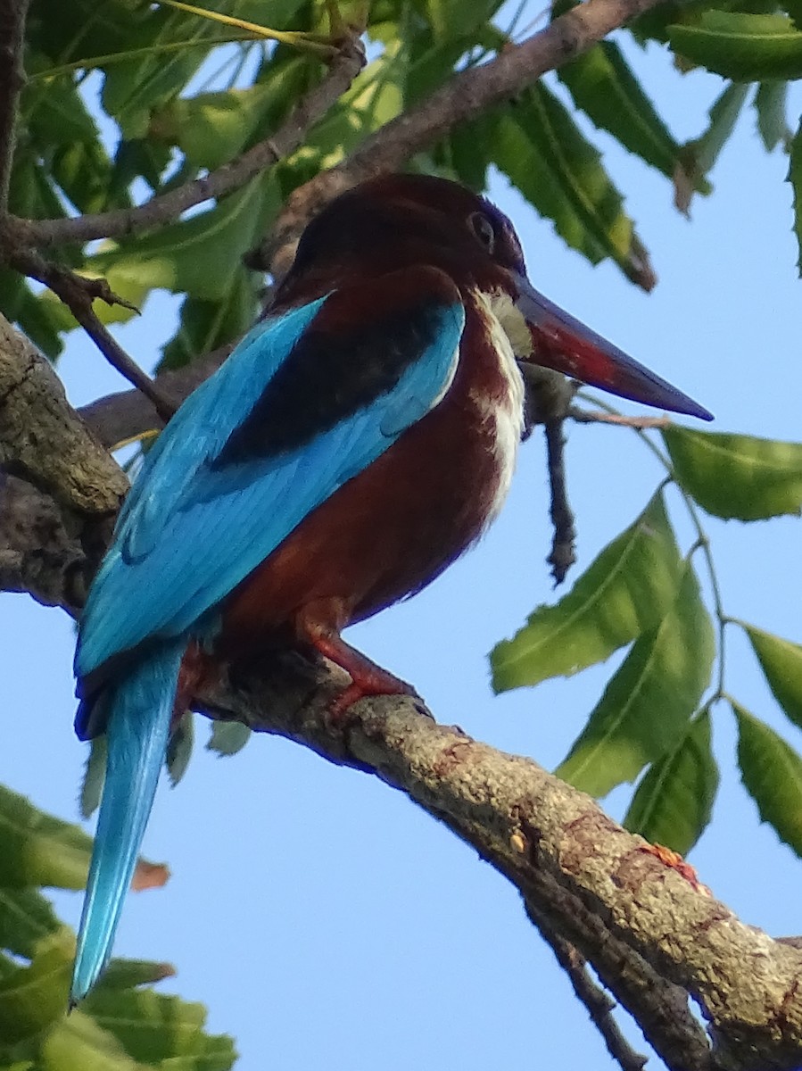 White-throated Kingfisher - ML617023896