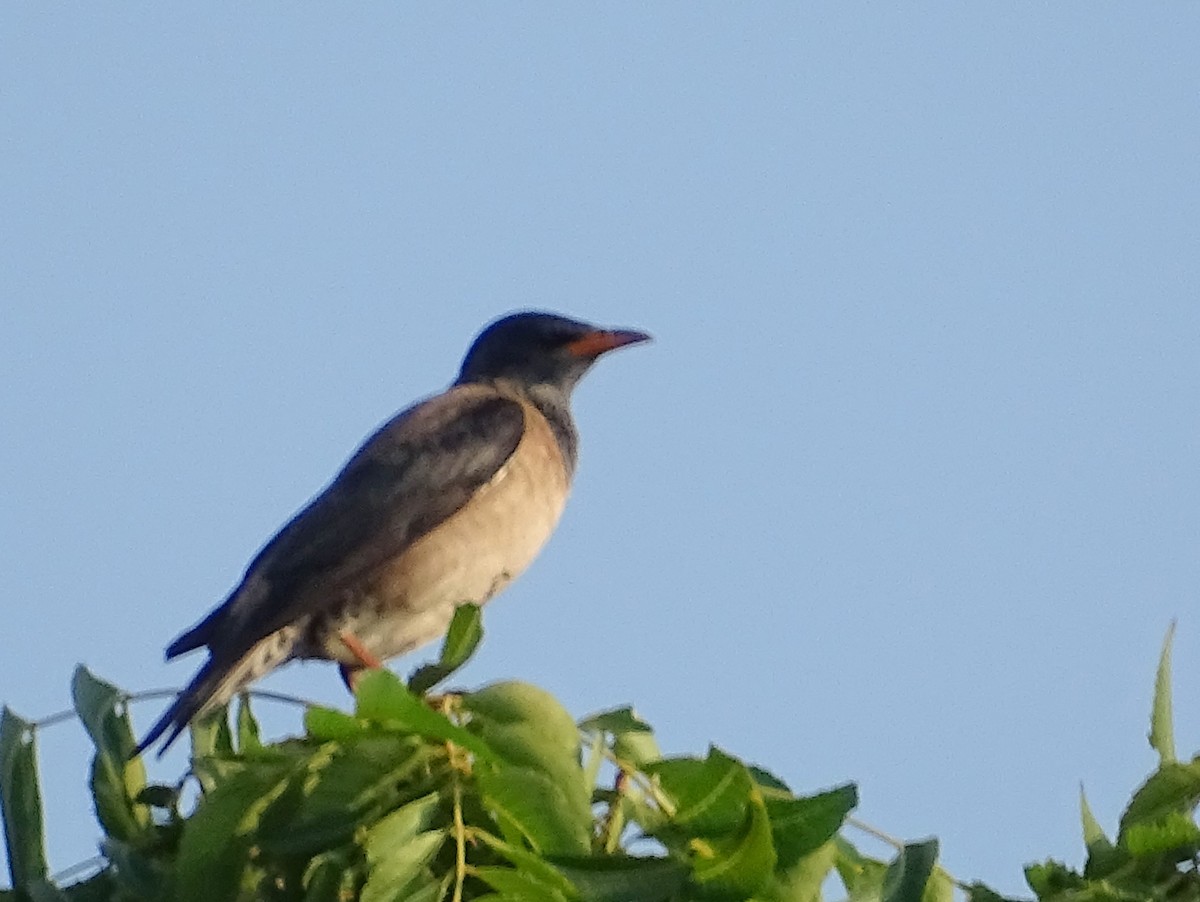 Rosy Starling - ML617023904