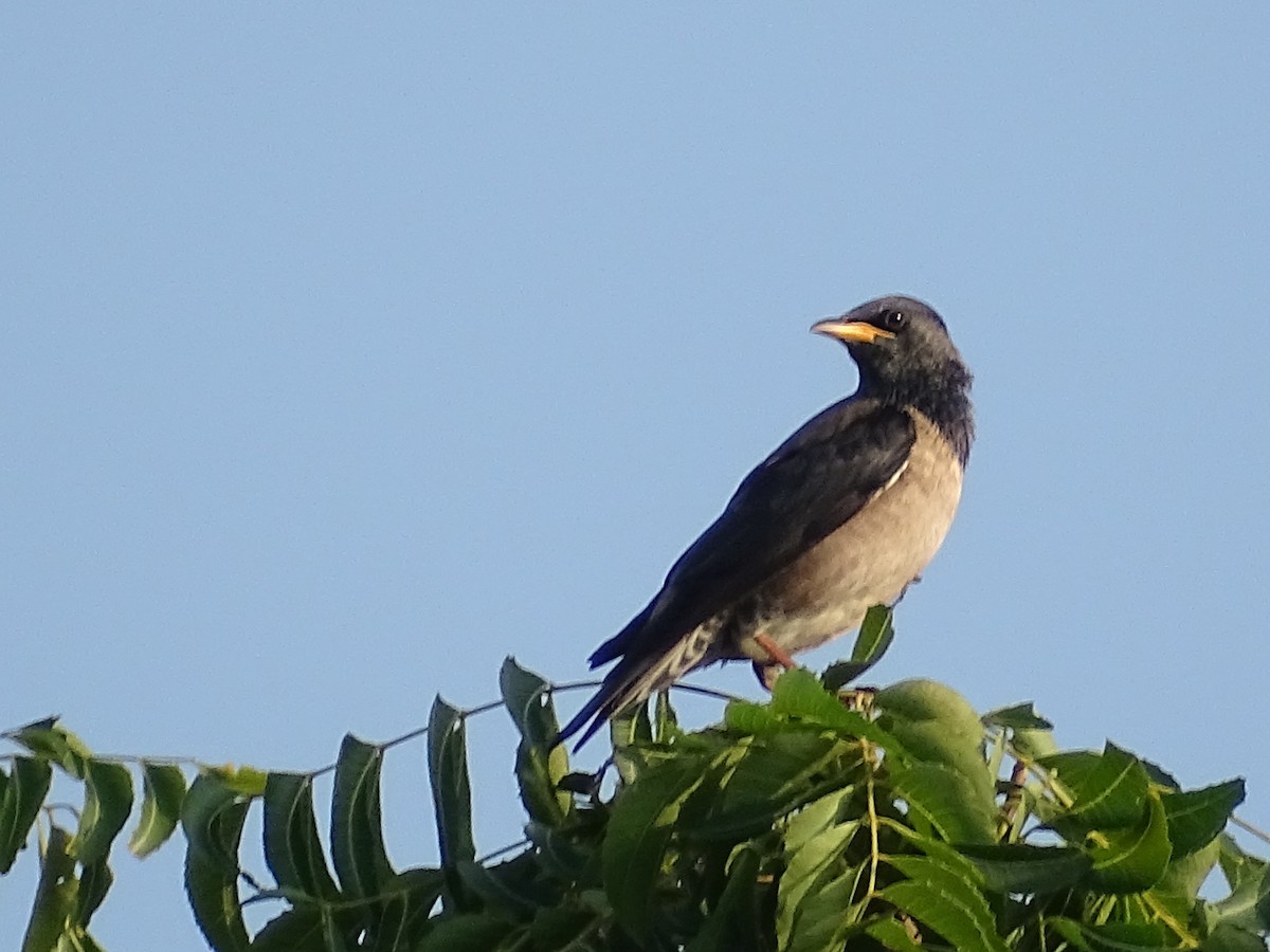 Rosy Starling - ML617023907