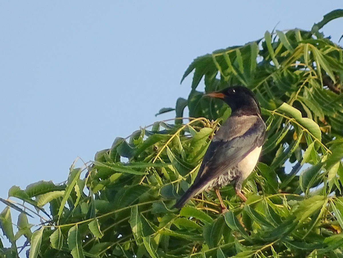 Rosy Starling - ML617023909