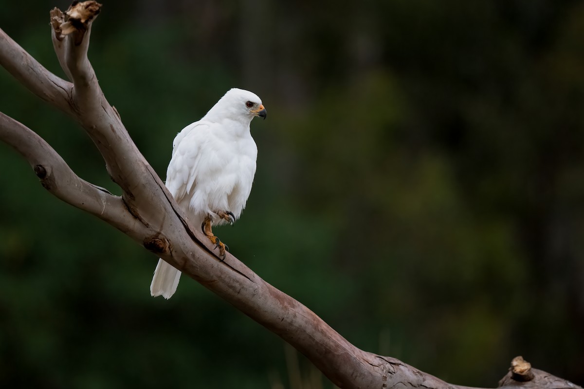 Gray Goshawk - ML617023911