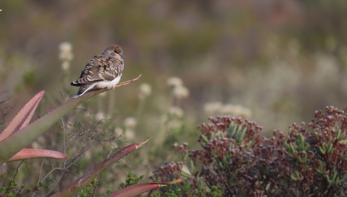 Namaqua Dove - Nicholas Fordyce - Birding Africa