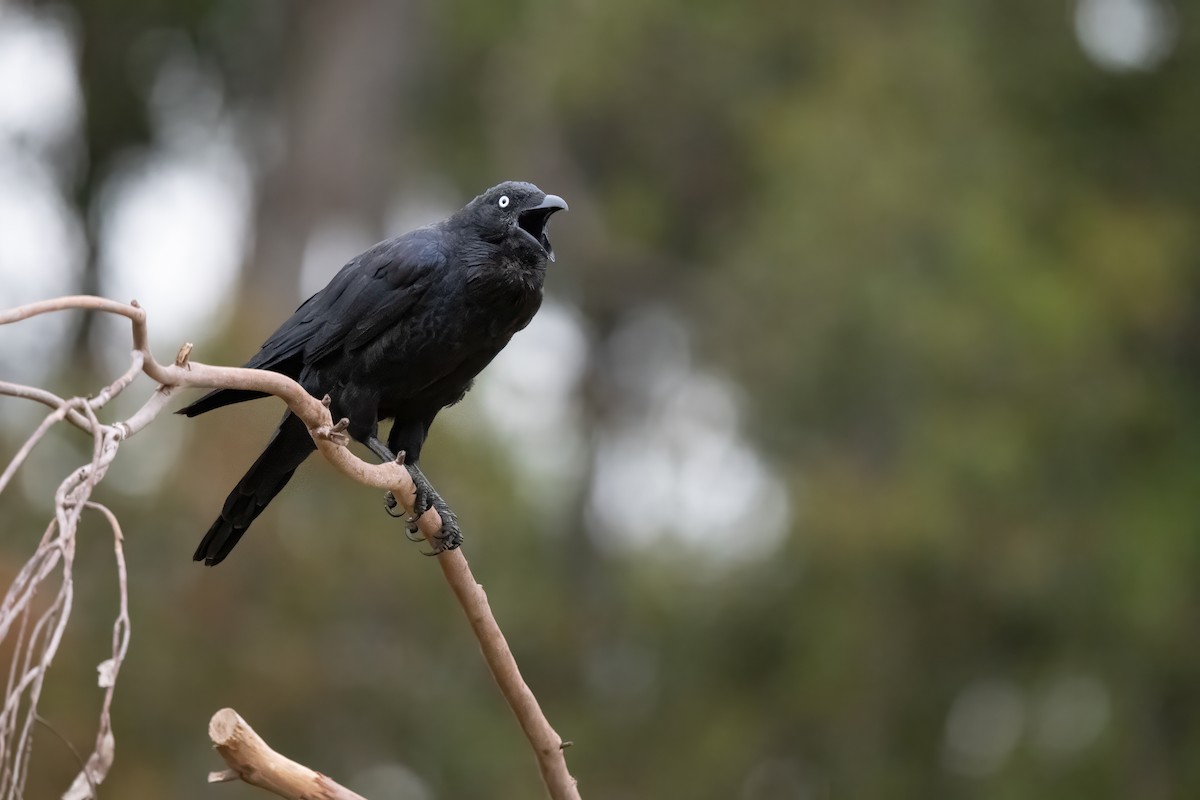 Corbeau de Tasmanie - ML617023919