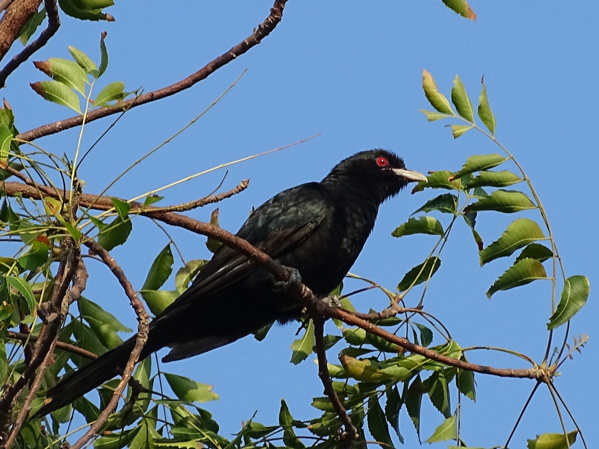 Asian Koel - ML617023927