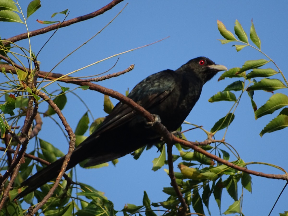 Asian Koel - ML617023928