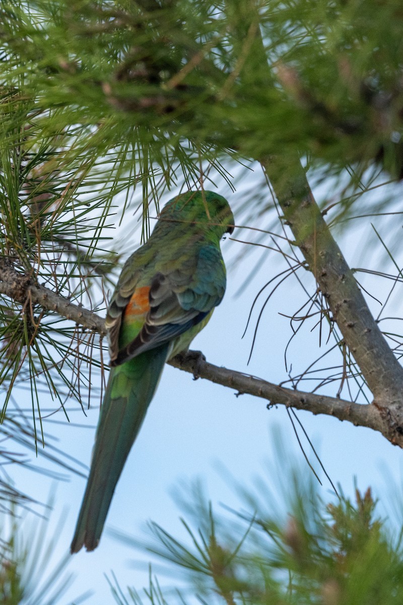 Red-rumped Parrot - ML617023932