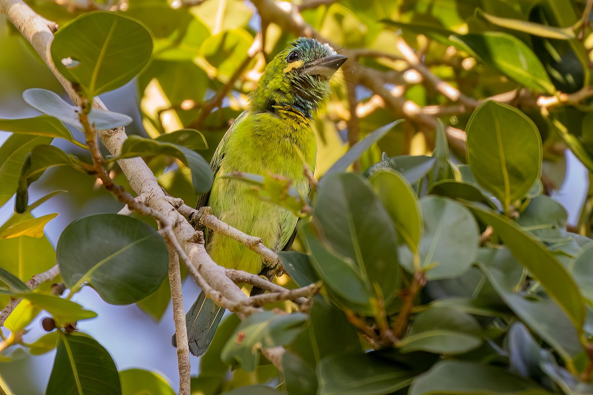 Yellow-eared Barbet - ML617023936