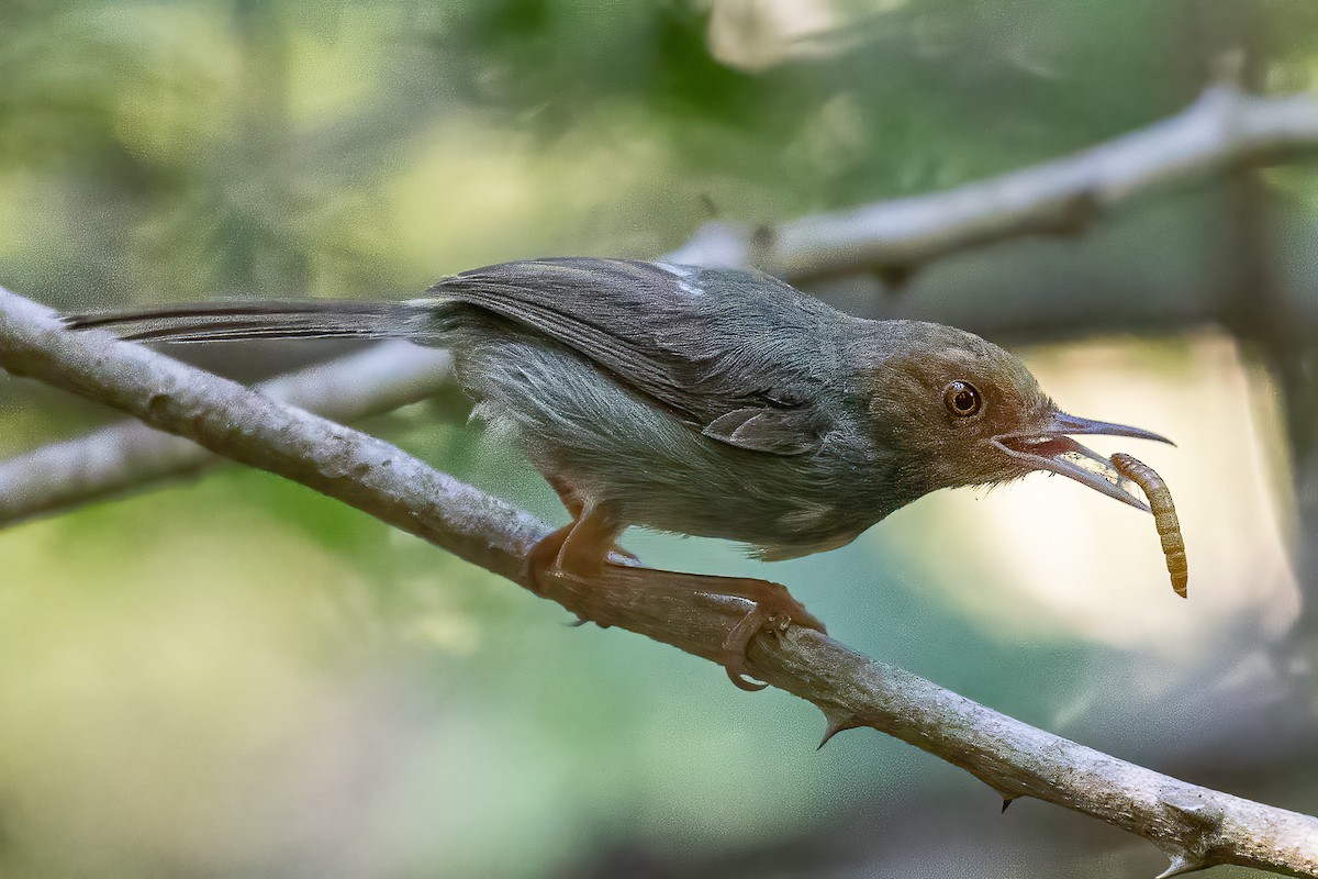 Olive-backed Tailorbird - ML617023944