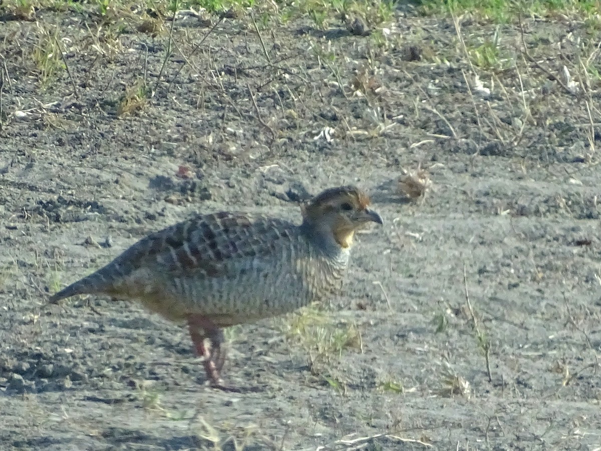 Gray Francolin - ML617023947