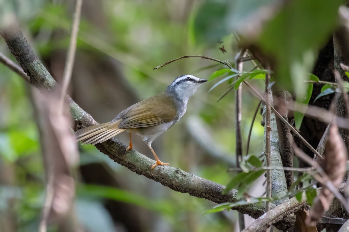 White-striped Warbler - Alejandro Pinto_TanagerPhotoTours