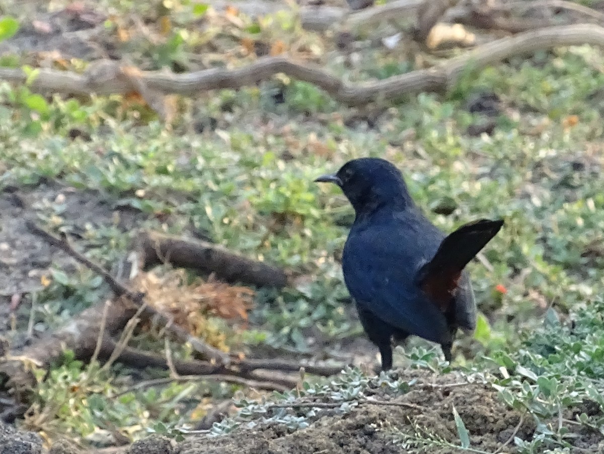 Indian Robin - Sri Srikumar