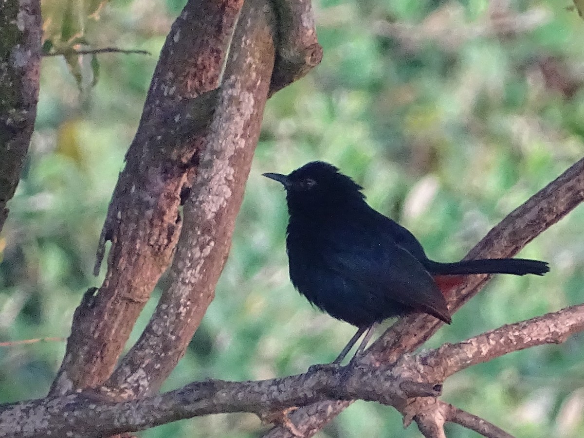 Indian Robin - ML617023954