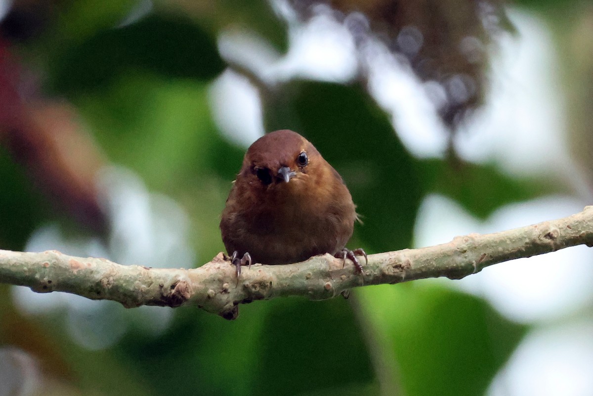 Ochraceous Wren - Vern Bothwell