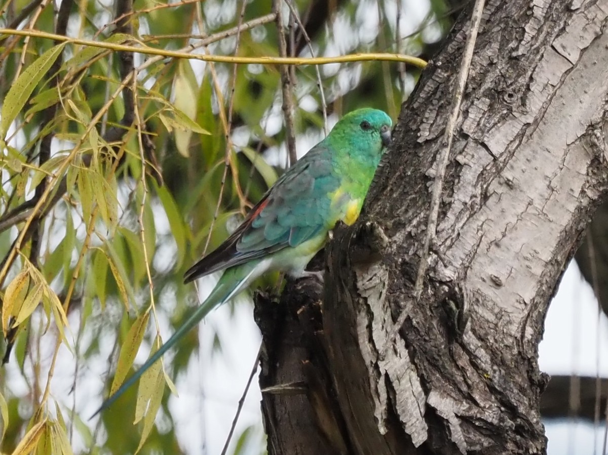 Red-rumped Parrot - ML617024013