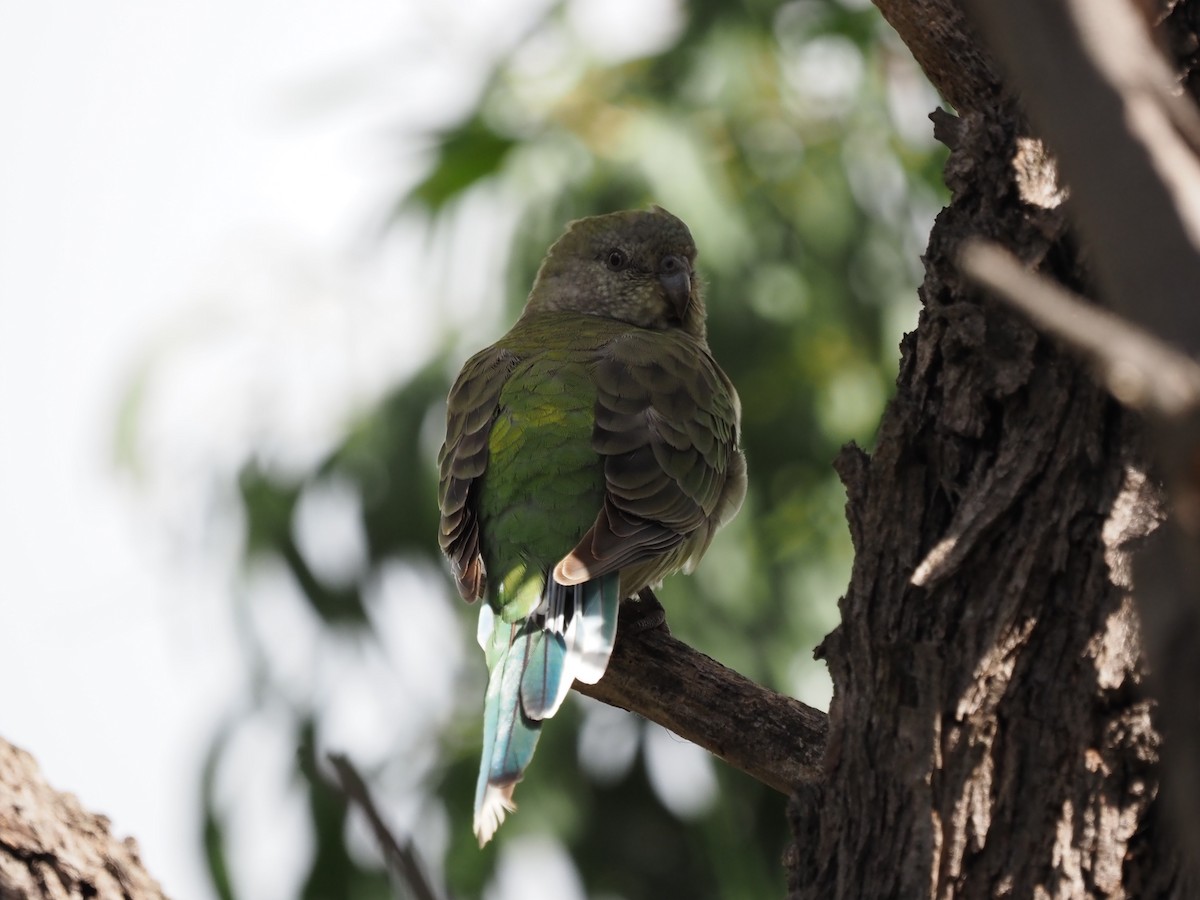 Red-rumped Parrot - ML617024014