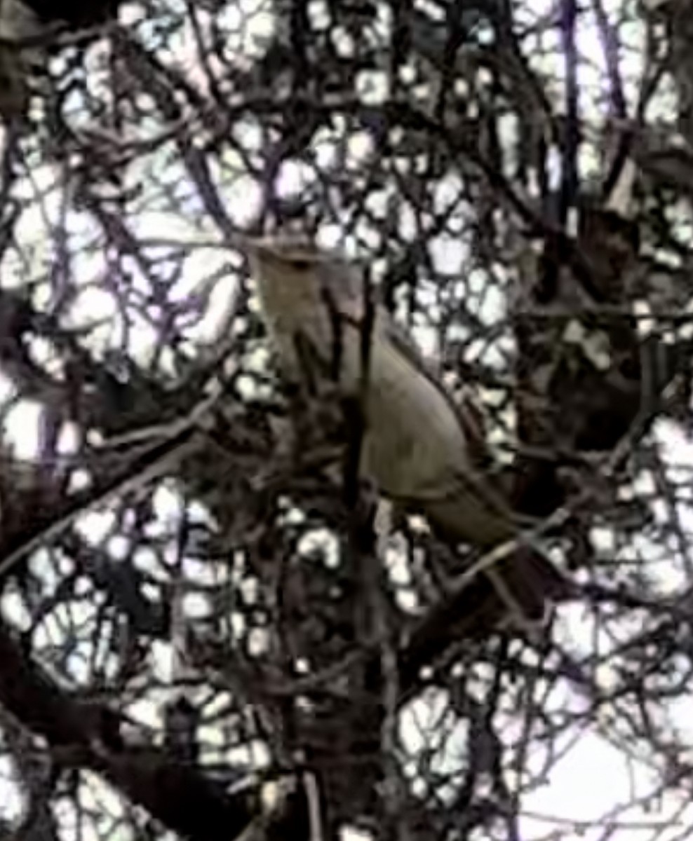 Mosquitero Papialbo - ML617024064