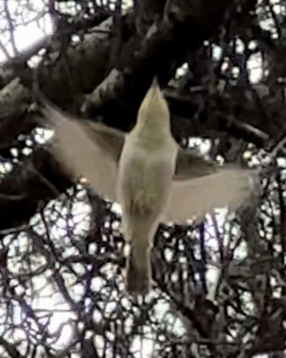 Western Bonelli's Warbler - Hemroulle Jean-Bernard